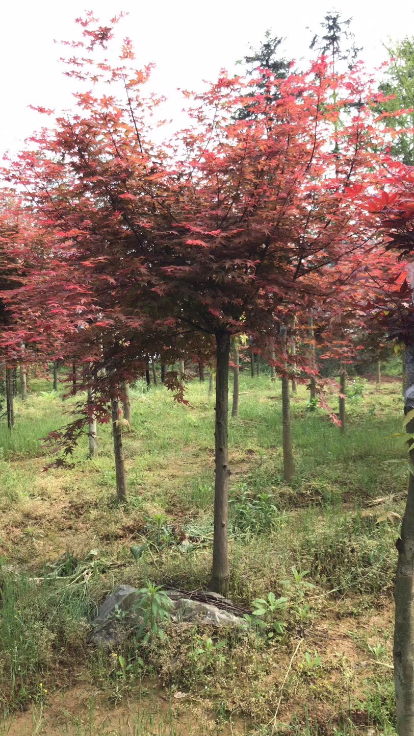  日本红枫，面议详谈。