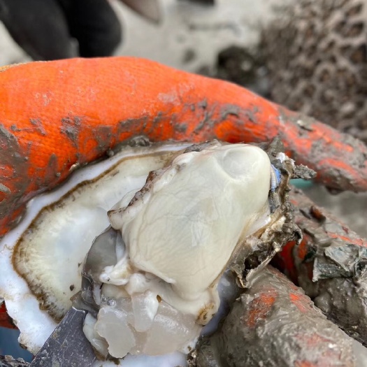 庄河市 养殖场直供 保质保量 大连生蚝，牡蛎海蛎子非乳山