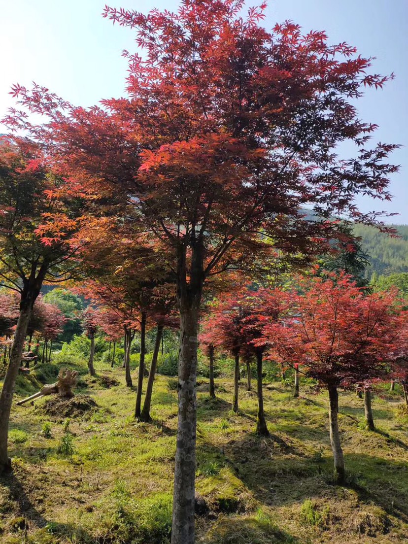  日本红枫，面议详谈。