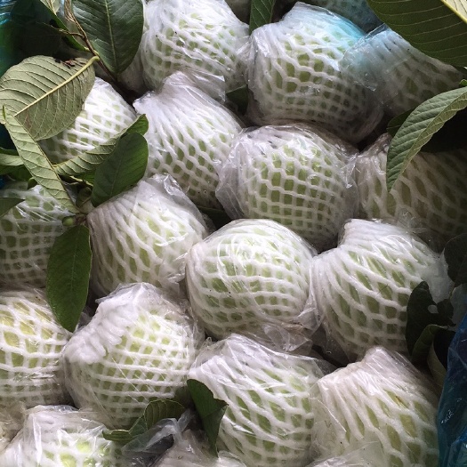 广州珍珠番石榴  货源稳定，长年供应，质量有保证！
