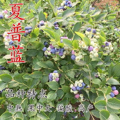 蓝宝石蓝莓苗  （基地直供）带土带叶带果发货