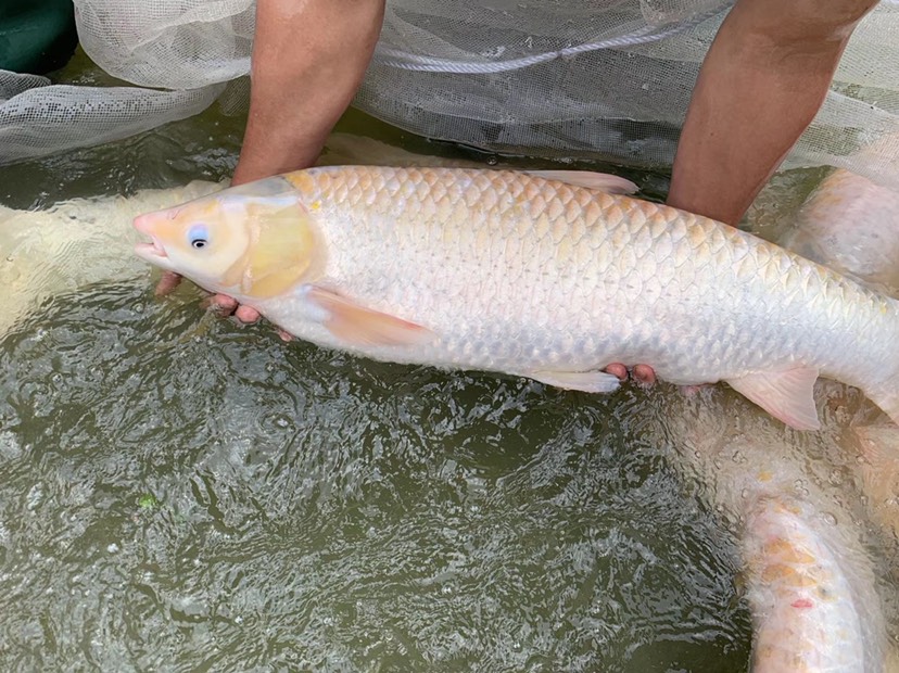 广东淡水鱼苗繁殖基地