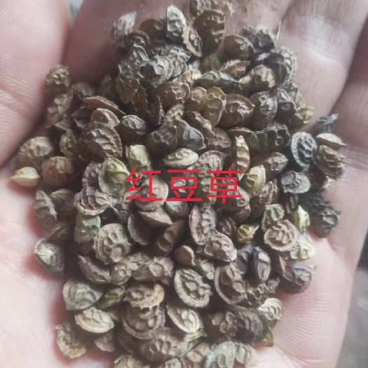 泊头市基地红豆草种子   价格好种植技巧