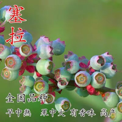 蓝宝石蓝莓苗  （基地直供）带土带叶带果发货