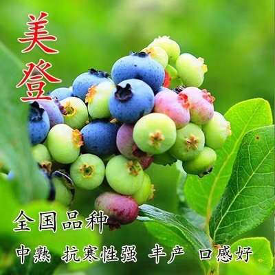 蓝宝石蓝莓苗  （基地直供）带土带叶带果发货