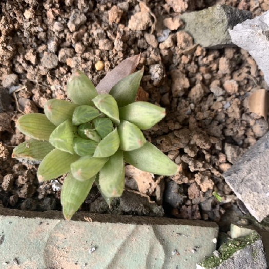  玉露十二卷多肉植物原始玉露