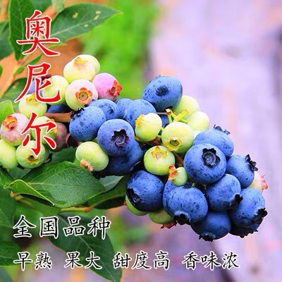 蓝宝石蓝莓苗  （基地直供）带土带叶带果发货