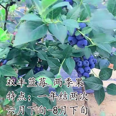 蓝宝石蓝莓苗  （基地直供）带土带叶带果发货
