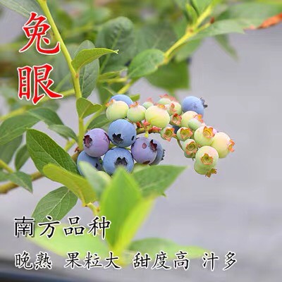 蓝宝石蓝莓苗  （基地直供）带土带叶带果发货