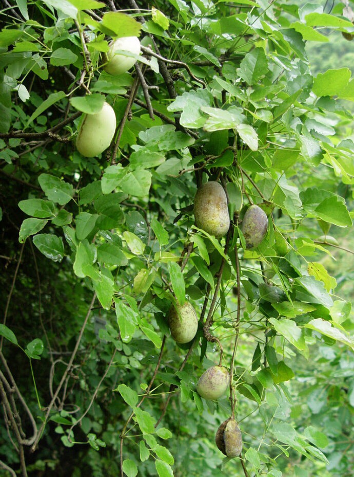 八月瓜苗  （基地直供，根系好）现挖现发，保湿发货，快递包邮，量大从优