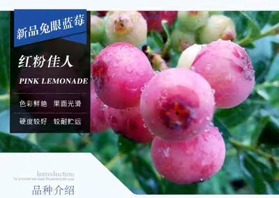 蓝宝石蓝莓苗  （基地直供）带土带叶带果发货
