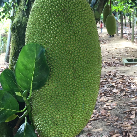 常宁市 优价供应新鲜釆摘海南黄心菠萝蜜