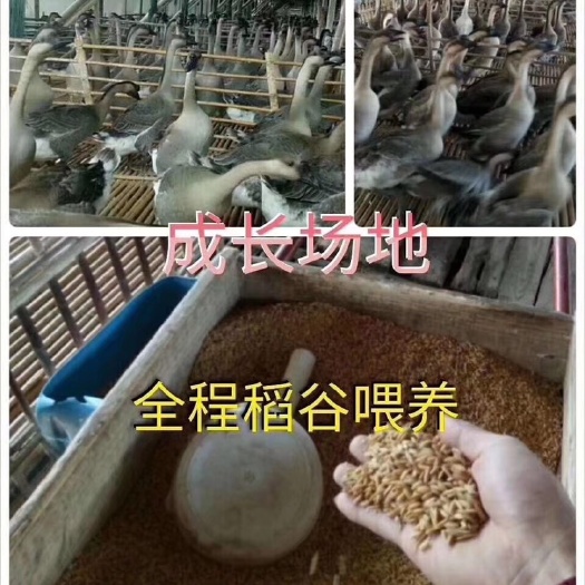 佛山马岗鹅 8-10斤 半圈养半散养 统货
