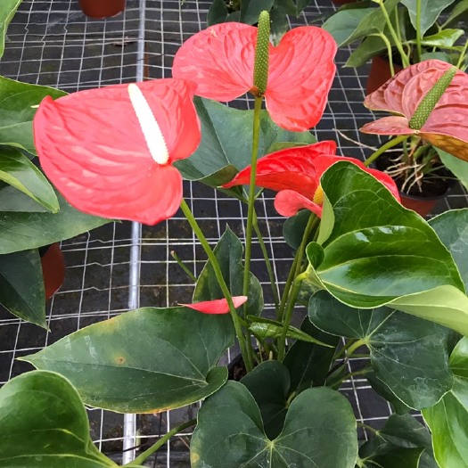 漳平市 红掌鸿运当头盆栽粉掌白掌基地直销