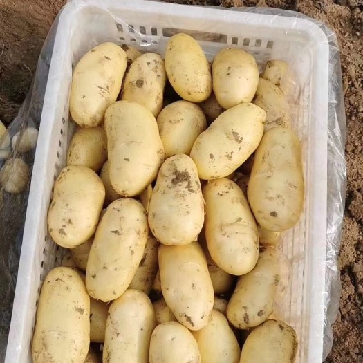 滕州市荷兰14土豆 统货