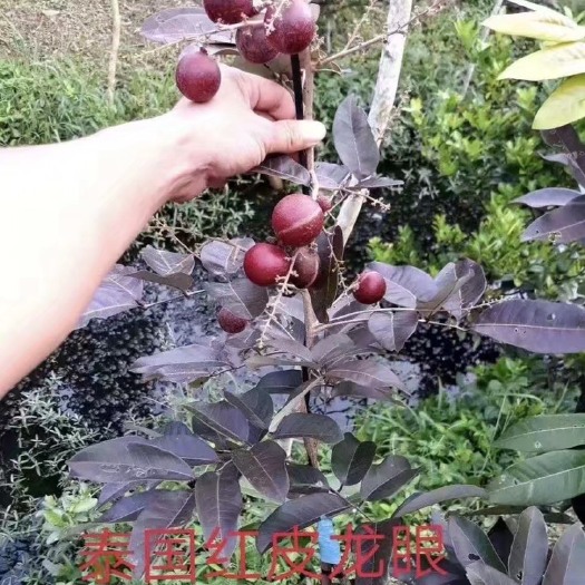 灵山县红壳龙眼苗  红皮龙眼苗  红皮龙眼苗 正品带土带叶