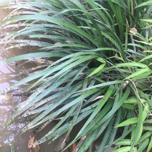 新丰县石菖蒲 中药材菖蒲