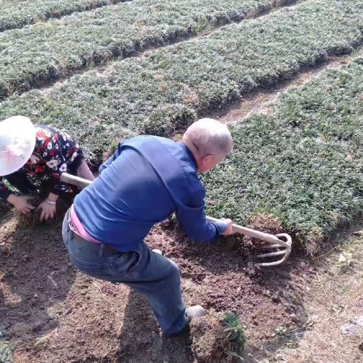 长沙供应玉龙草玉龙草