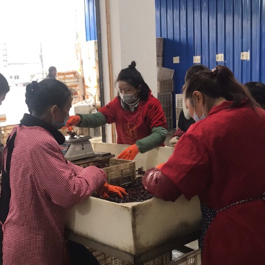 潜江市潜江小龙虾 中青4-6钱