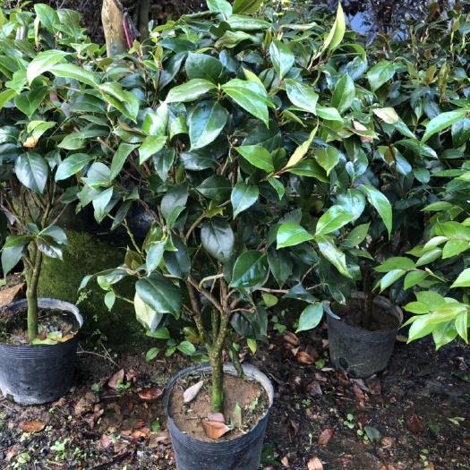 漳浦县 供应山茶花 园林绿化苗木批发 山茶花工程苗