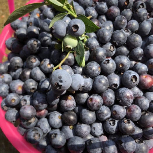 连城县莱格西蓝莓 12 - 14mm以上 鲜果