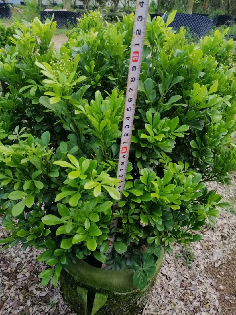 漳州 米兰  各类大小均有。50x60 库存大量