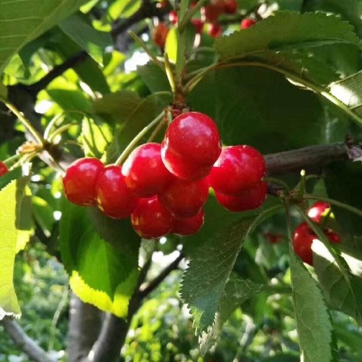 泰安 山东泰山樱桃