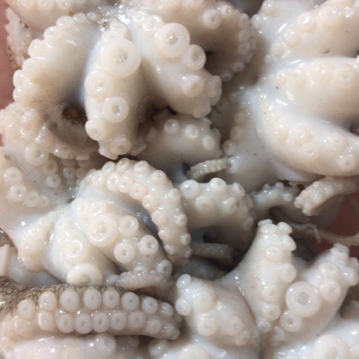 漳浦县八爪鱼 6-12个月