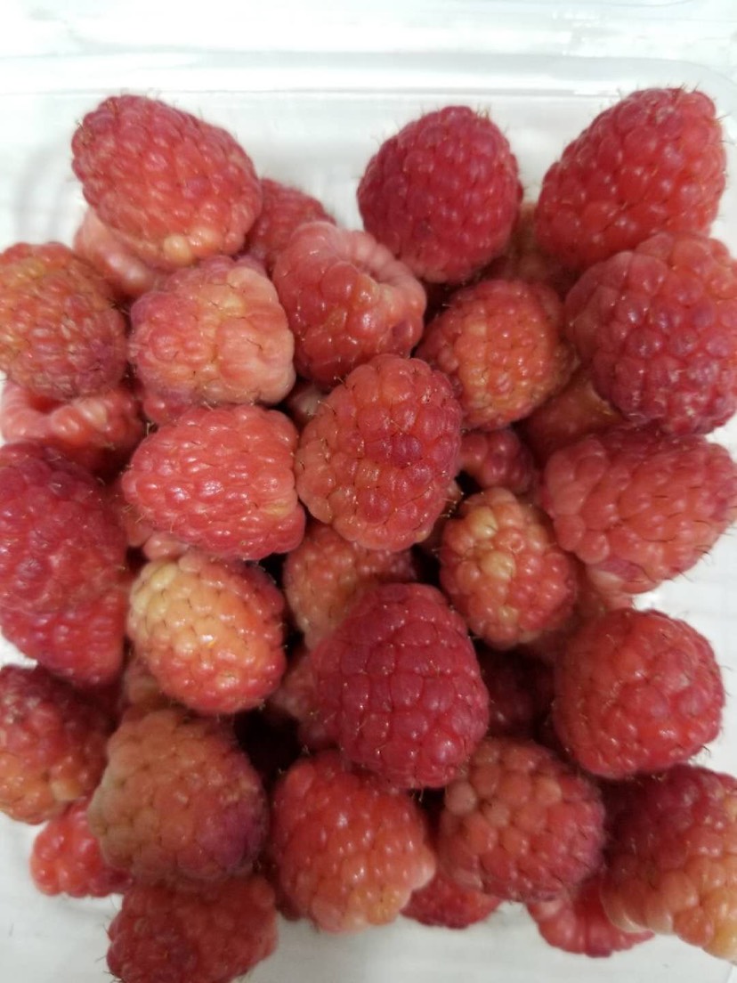 曲靖 新鮮樹莓上市 批發樹莓