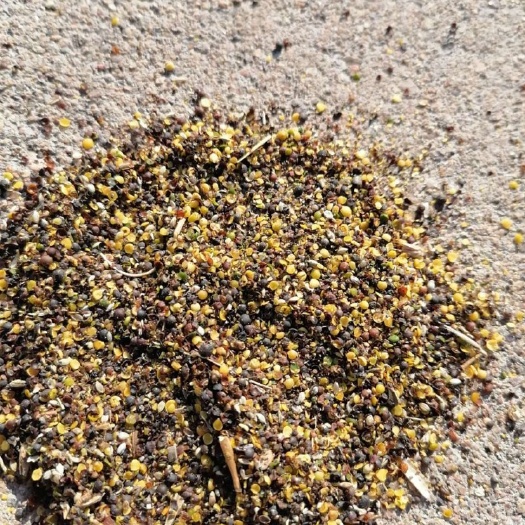 四子王旗油菜籽 31个含油，油色中等