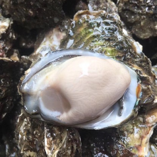 饶平县 牡蛎