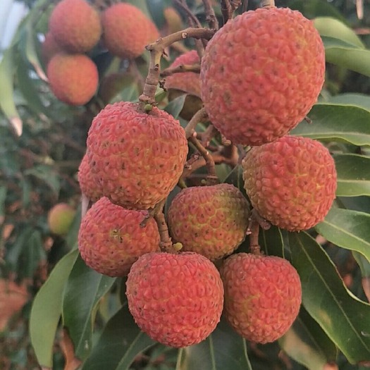徐闻县 白糖罂荔枝