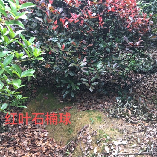 宣城普通红叶石楠 各种规格绿化苗木低价出售，量大优惠