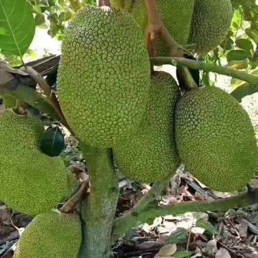 灵山县 菠萝蜜树苗泰国菠萝蜜苗，5号，8号，12号苗
