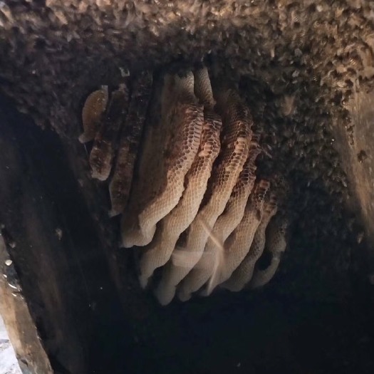 寿宁县土蜂蜜 无公害￼