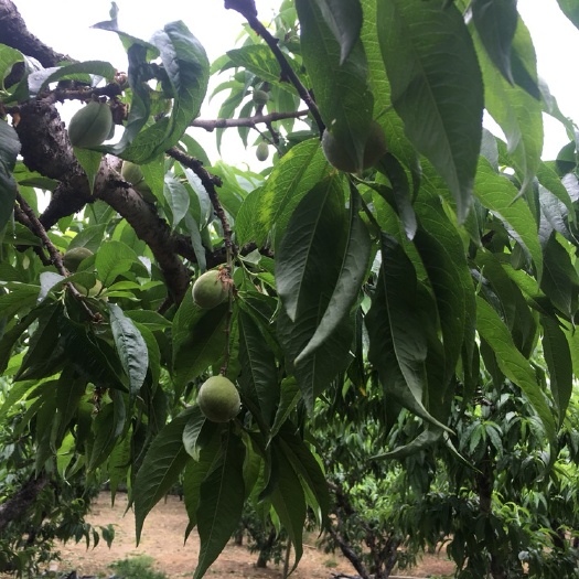 常州阳山水蜜桃 花已化成果，欢迎关注
