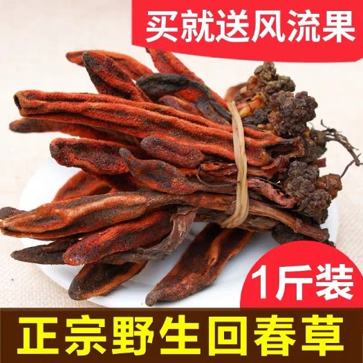 亳州中药材回春草 货！回春草！补阳必备！泡酒泡水，滋补养生！包邮！
