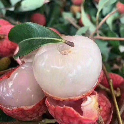 徐闻县 白糖罂荔枝