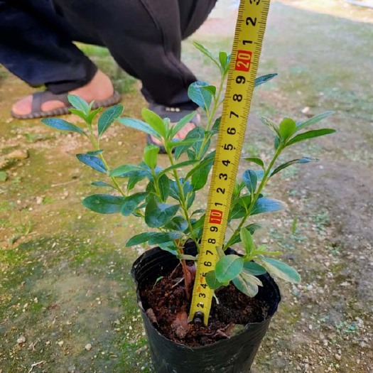 漳州 毛杜鹃 各类高度均有 库存大量