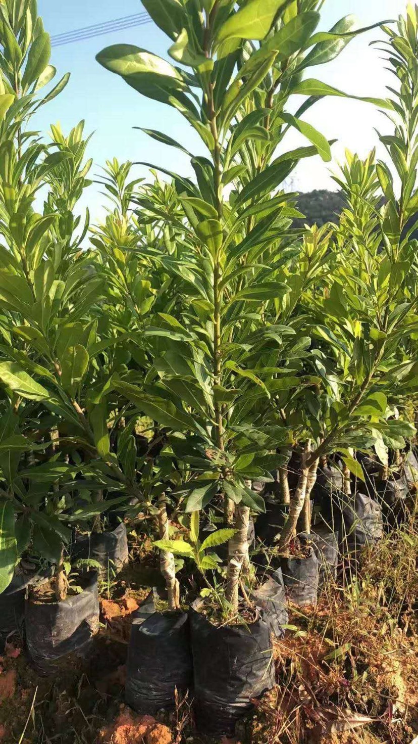 雲南大黑炭楊梅樹苗