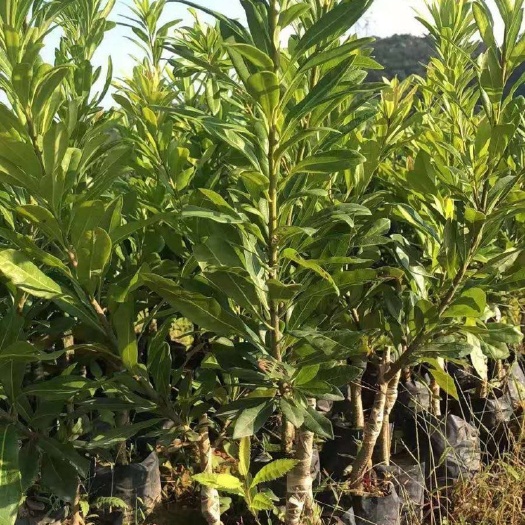 灵山县大黑炭杨梅树苗