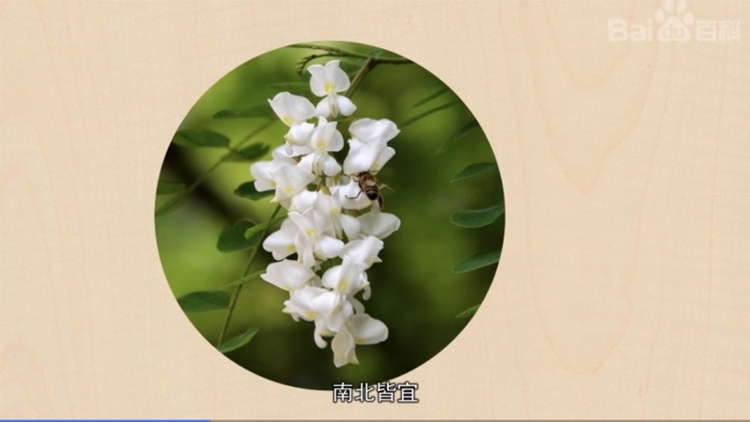 天水 槐花