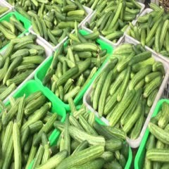 彭州市燕白黄瓜  优质无苦味黄瓜     无中间环节