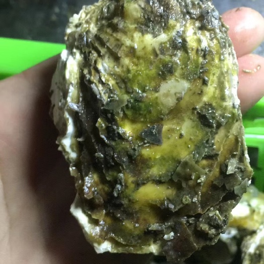 饶平县 牡蛎