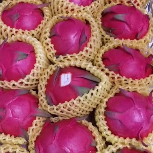 遂溪县 红心火龙果