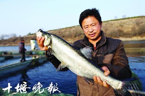 枣阳市翘嘴鲌鱼  鲌鱼各种规格鲌鱼现货批发