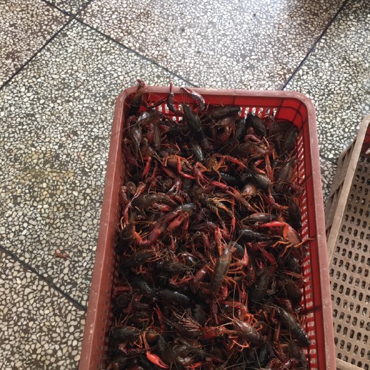洪湖市洪湖小龙虾 中红4-6钱