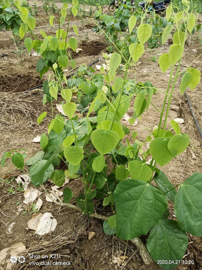 姑娘菜 赤苍藤菜 龙须菜 新鲜野菜 新鲜蔬菜 野菜