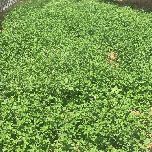 留兰香薄荷种苗、留兰香薄荷根苗 苗子而非种子 看清楚再拍