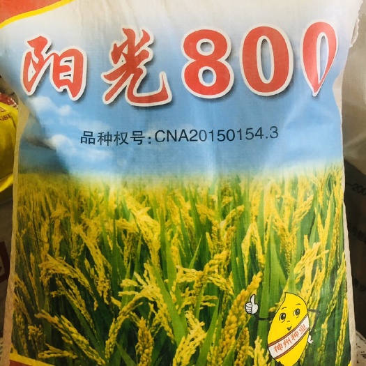 东海县 水稻种子阳光800抗倒伏抗病稳产高产欢迎咨询